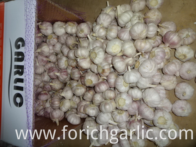 Jinxiang Normal Garlic 2019